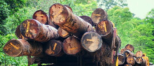 榮興原木家裝定制 雙11匠心鉅惠，尊享自然品質生活