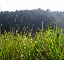 福建省頂信拍賣公司 探索林木與花卉拍賣的多元化發展